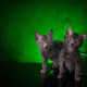 Image for article titled The New "Werewolf Cat" Highlights The Complicated Ethics of Breeding